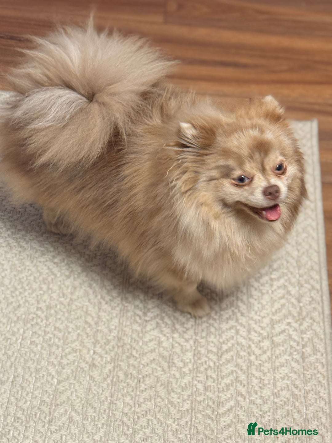 Pomeranian dogs for sale: 🧸 Dream Teddy Bear( Price reduced) - Advert 14