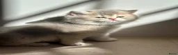 British Shorthair cats for sale: Stunning Quality GCCF British Shorthair Kittens - Advert 8