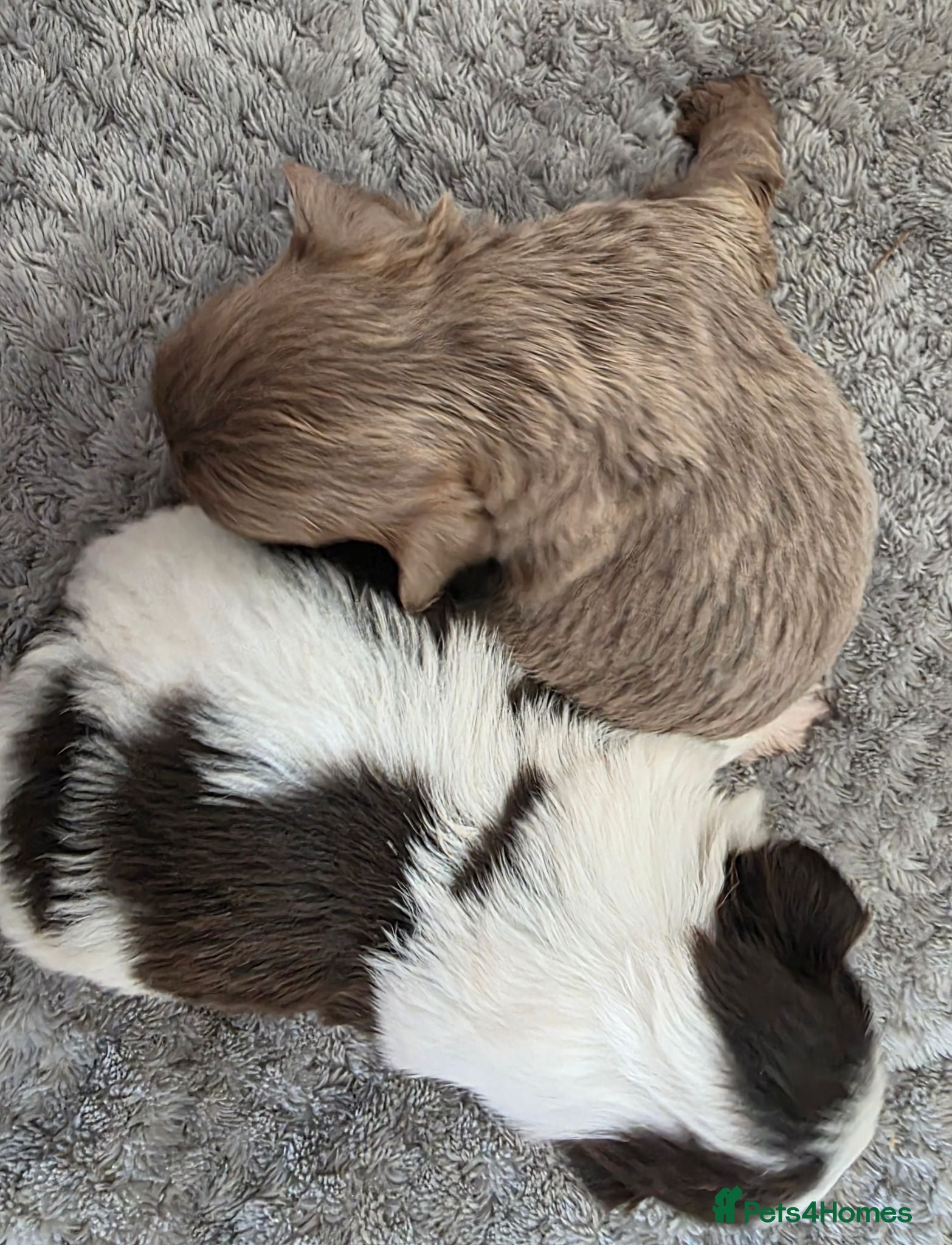 Shih Tzu dogs Amazing imperial shih tzu puppies  - Advert 1