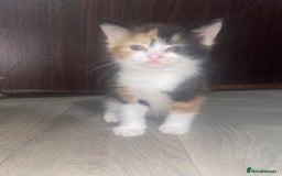 Mixed Breed cats for sale: Black-white male and calico female - Image 1