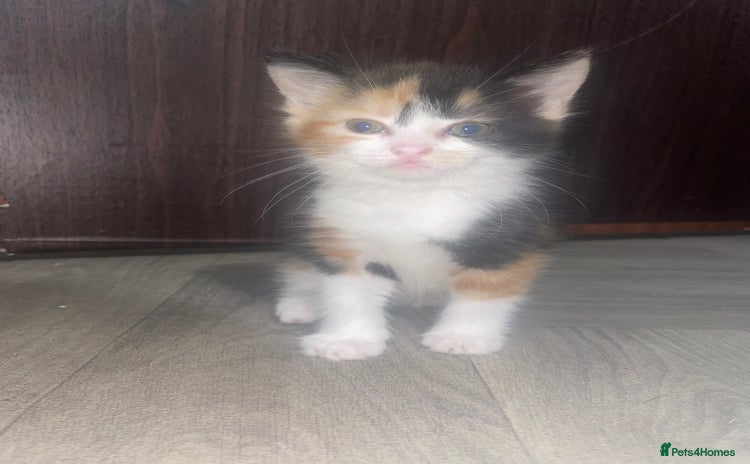 Mixed Breed cats - Advert 1