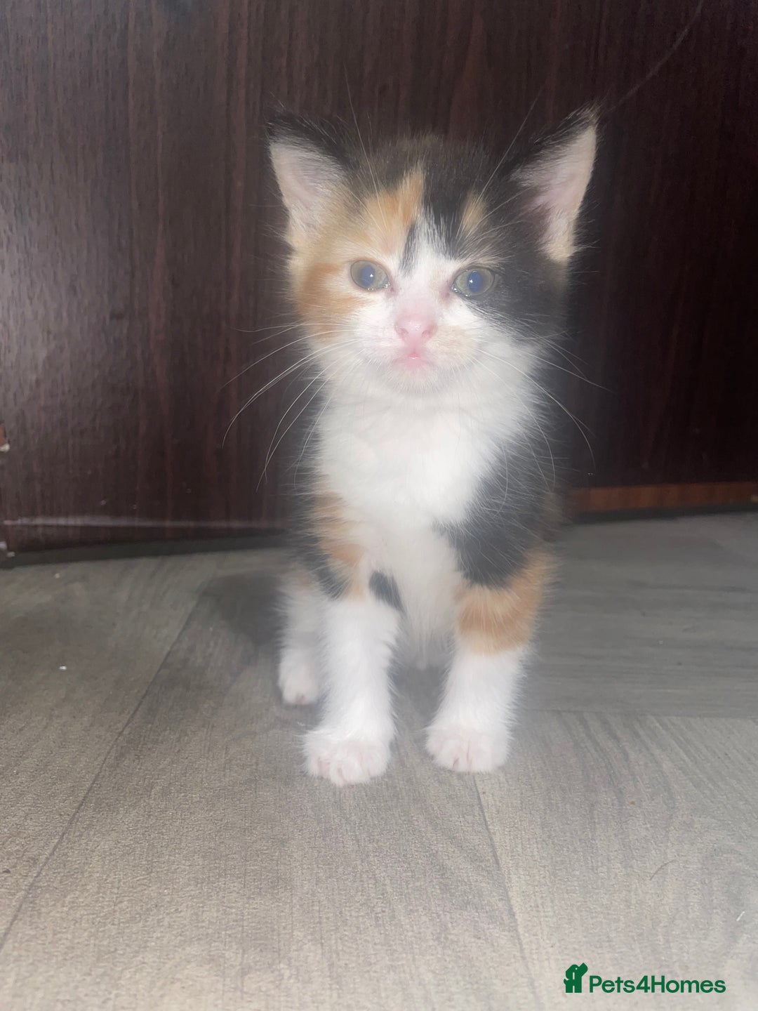 Mixed Breed cats for sale: Black-white male and calico female - Image 1
