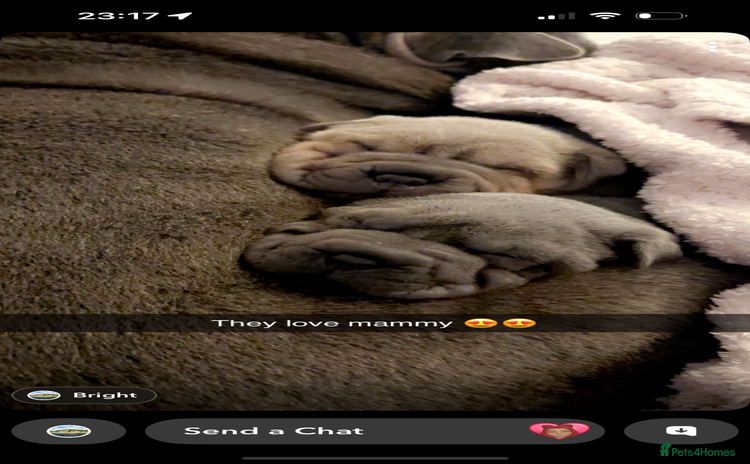 Shar Pei dogs Stunning Sharpei pups  - Advert 4