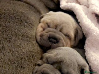 Shar Pei dogs Stunning Sharpei pups - Advert 10