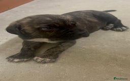 Cane Corso dogs for sale: Cane corso puppys - Image 2