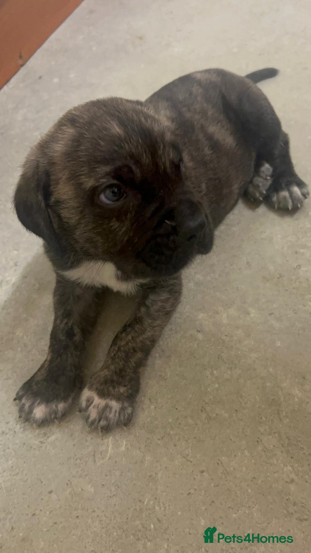 Cane Corso dogs for sale: Cane corso puppys - Image 2
