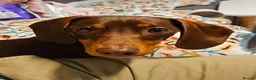 Miniature Dachshund dogs for sale: Beautiful smooth haired miniature duchounds - Advert 19