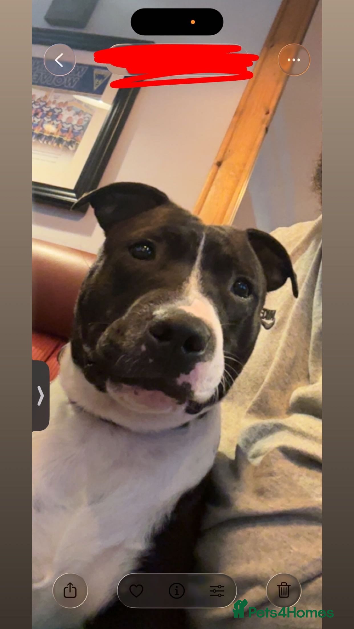 Staffordshire Bull Terrier dogs Male Staffordshire bull terrier  - Advert 2