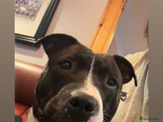 Staffordshire Bull Terrier dogs Male Staffordshire bull terrier - Advert 5