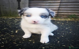 Border Collie dogs for sale: Beautiful Fluffy Collie Puppies  - Image 16