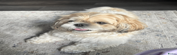 Shih Tzu dogs for sale: Pure-bred Shih tzu pups in Sutton - Advert 7