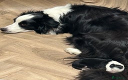 Border Collie dogs for sale: Border collie puppies for sale!!!❤️ - Image 18