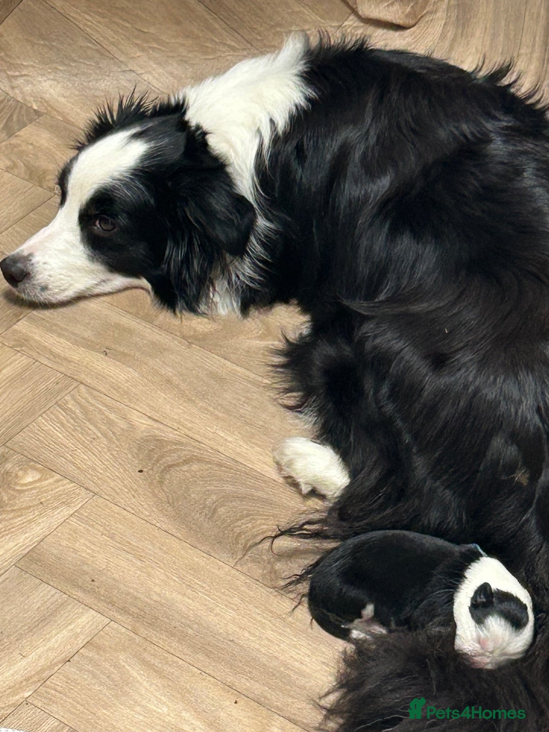 Border Collie dogs for sale: Border collie puppies for sale!!!❤️ - Image 18