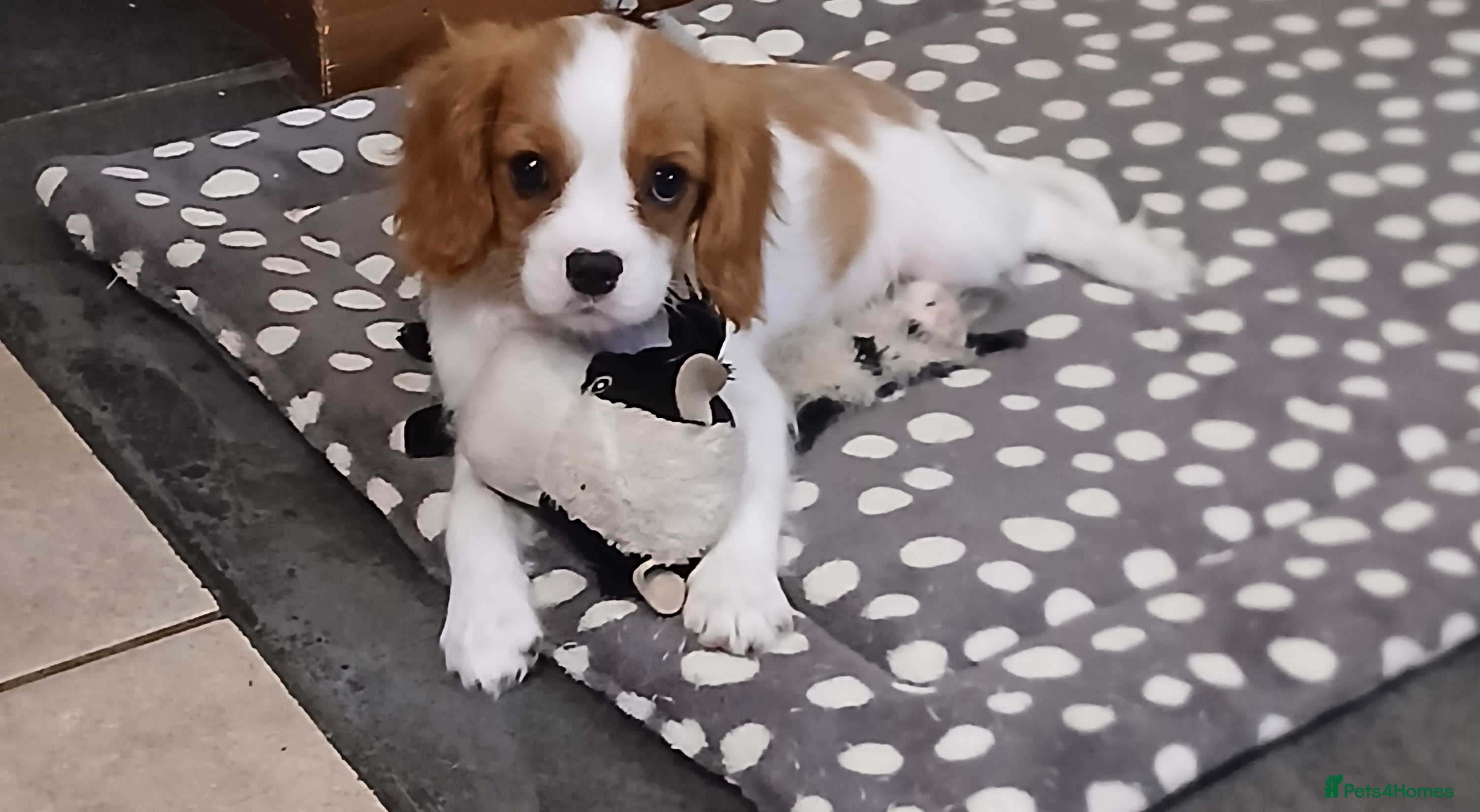 Cavalier King Charles Spaniel dogs Gorgeous puppies - Advert 4
