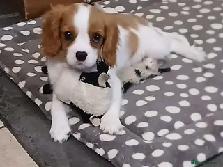 Cavalier King Charles Spaniel dogs Gorgeous puppies - Advert 4