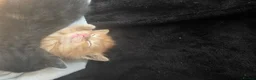 Mixed Breed cats for sale: 3 beautiful playful kittens for sale. in Farnborough - Advert 8
