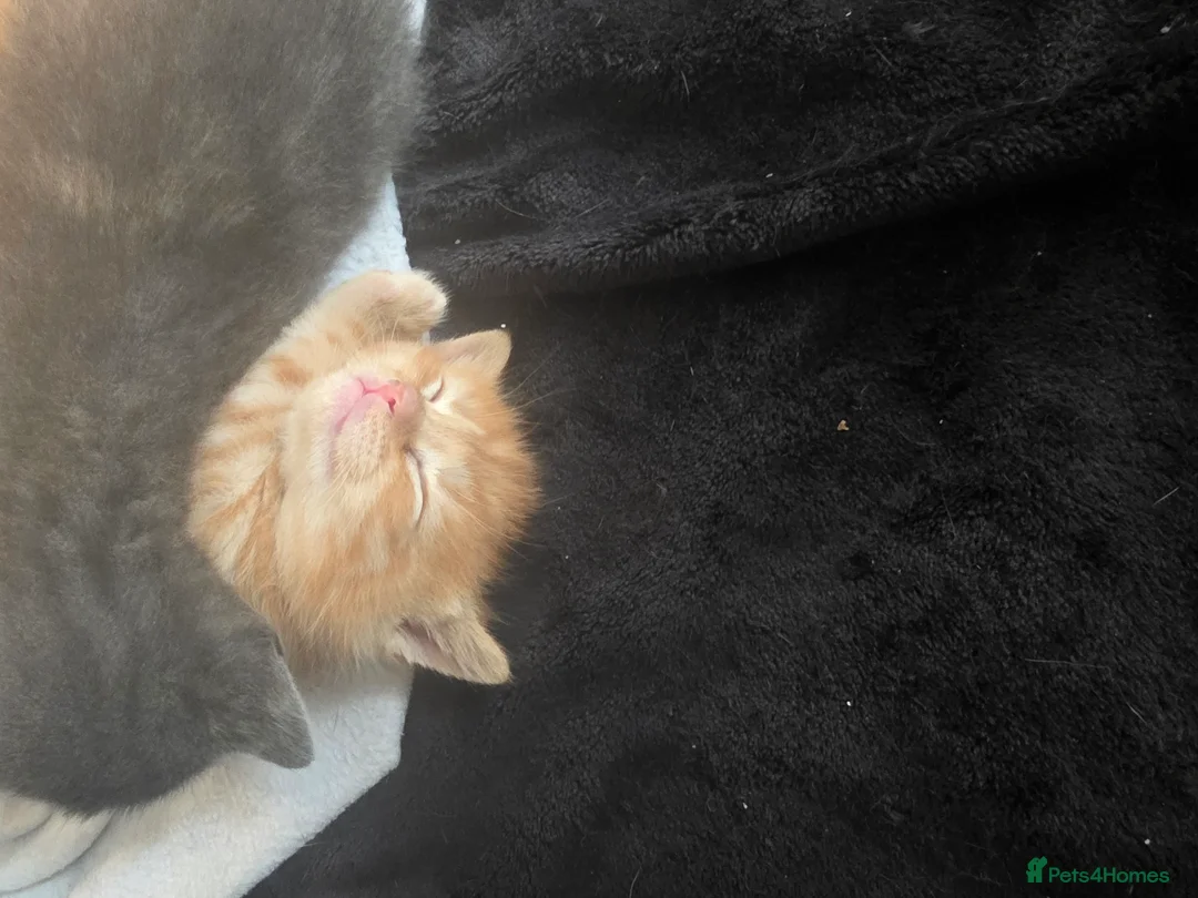 Mixed Breed cats for sale: 3 beautiful playful kittens for sale. in Farnborough - Advert 8