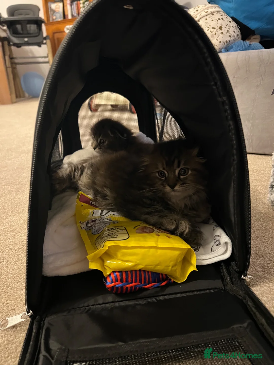 Scottish Fold cats for sale: Adorable Scottish Fold Kittens 💖 in Reigate - Advert 11