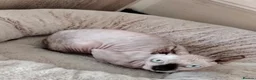 Sphynx cats for sale: SPHYNX FEMALE KITTEN  - Advert 2