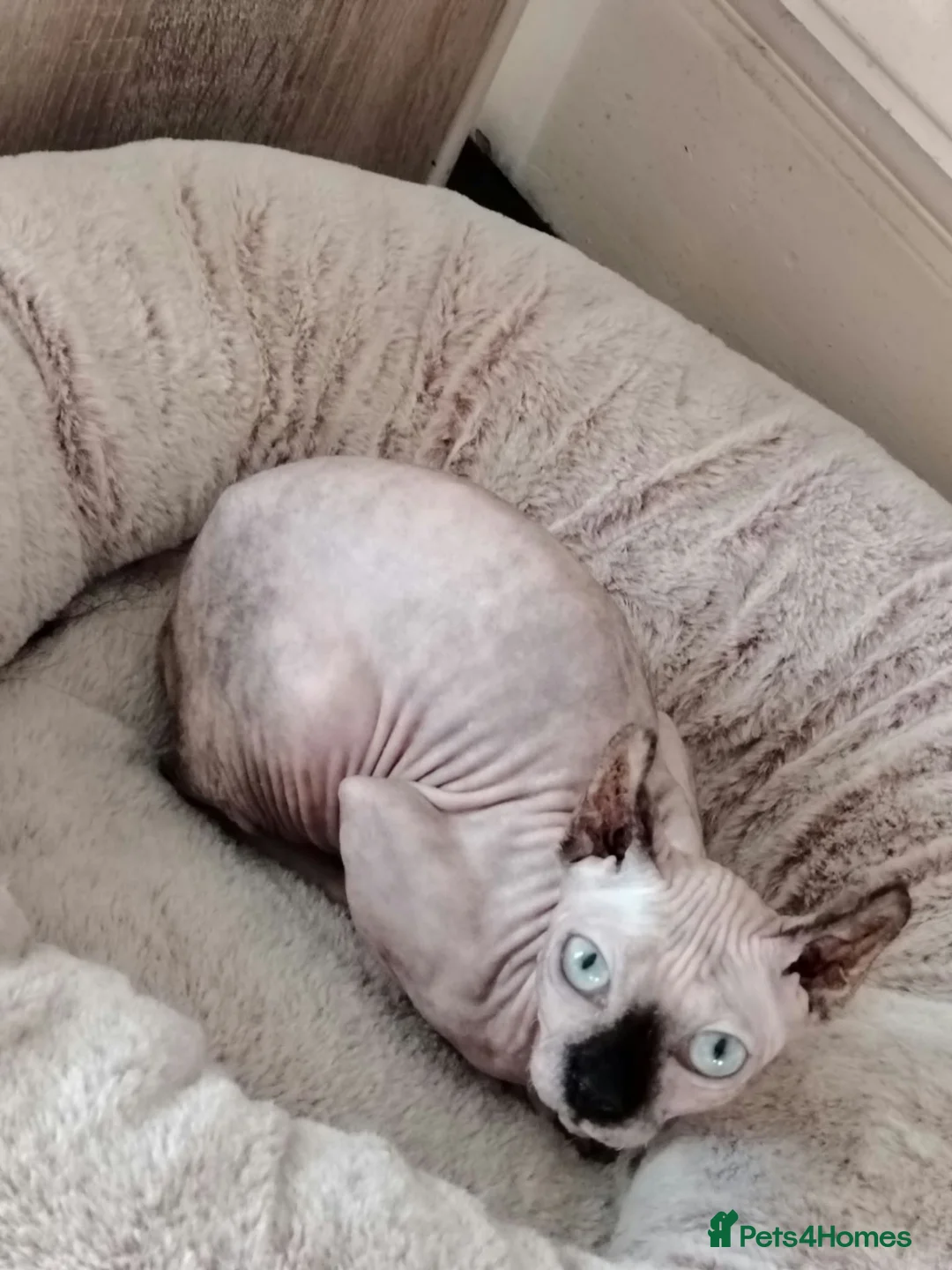 Sphynx cats for sale: SPHYNX FEMALE KITTEN  - Advert 2