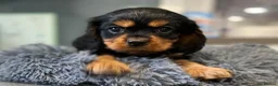 Cavalier King Charles Spaniel dogs for sale: 🐶 KC reg extensively health tested Cavalier 🐶  - Advert 33