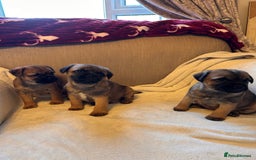 Border Terrier dogs for sale: Border terrier puppies for sale  - Image 23