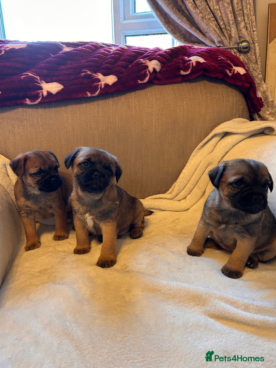 Border Terrier dogs for sale: Border terrier puppies for sale  - Image 23