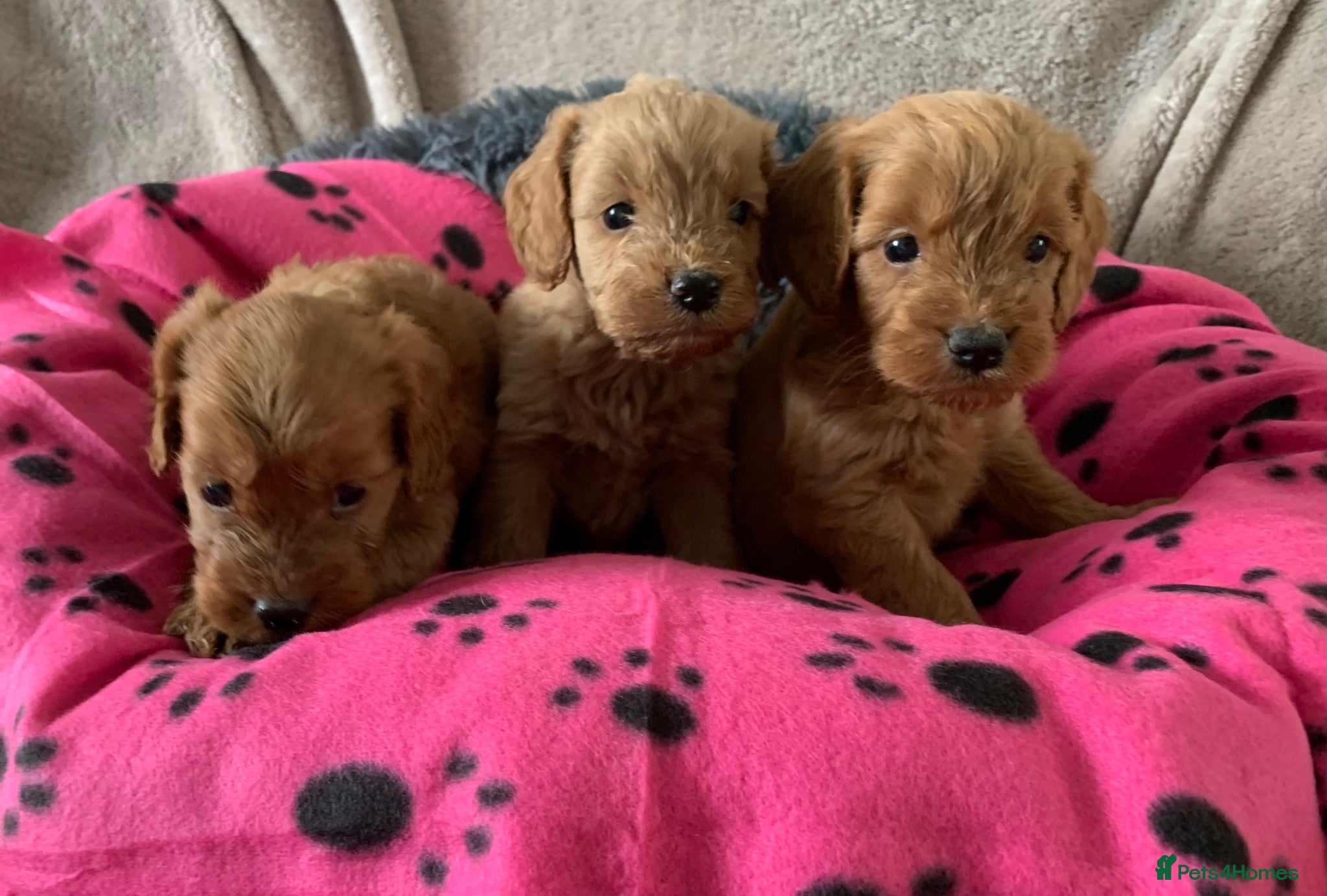 Cockapoo dogs Stunning red toy cockapoo puppies  - Advert 1
