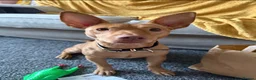 Portuguese Podengo dogs for sale: 22 month old Podenco  in Rochdale - Advert 2