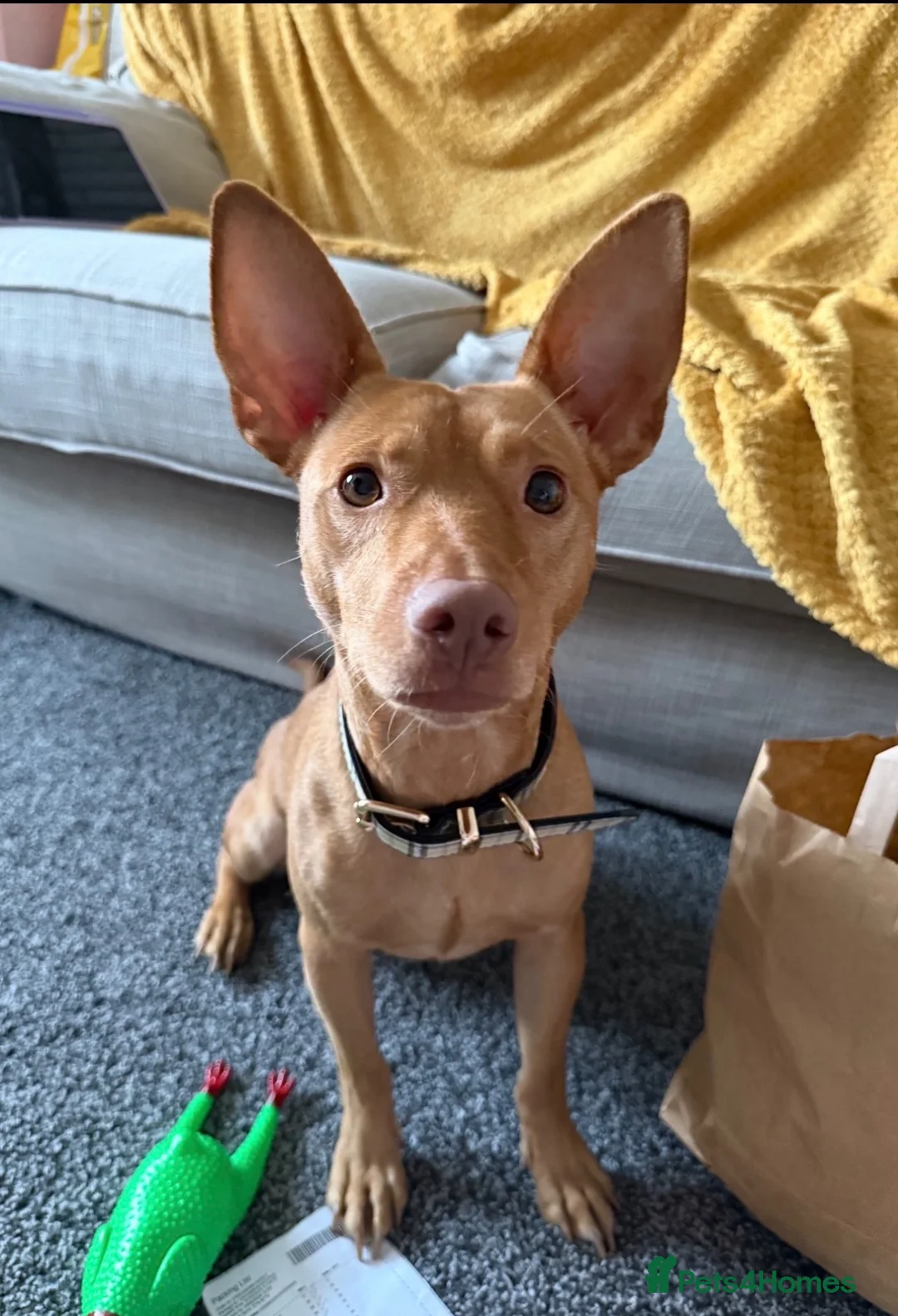 Portuguese Podengo dogs for sale: 22 month old Podenco  in Rochdale - Advert 2