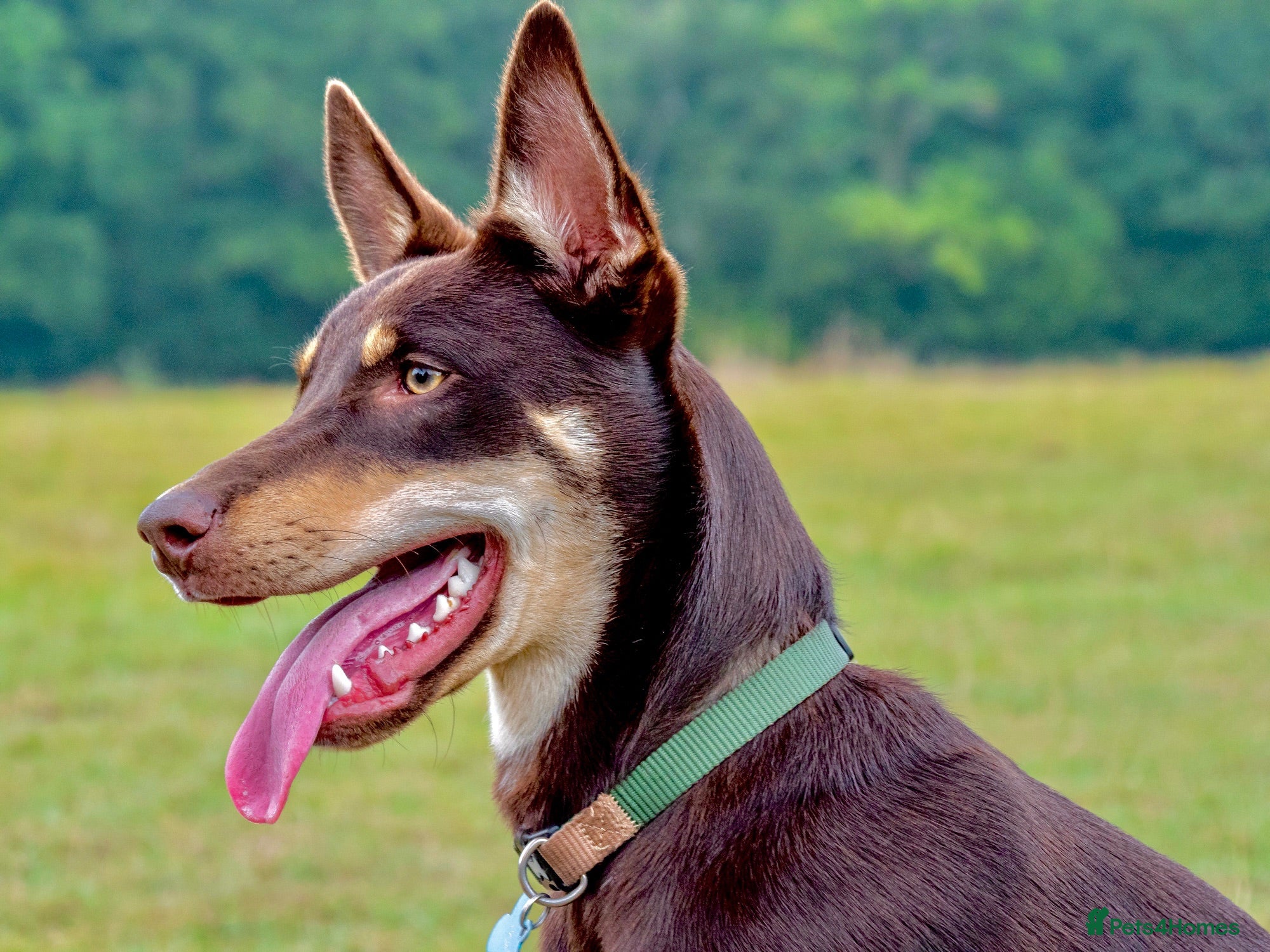 Australian Kelpie dogs 4 Year Old Australian Kelpie (Rusty) - Advert 5