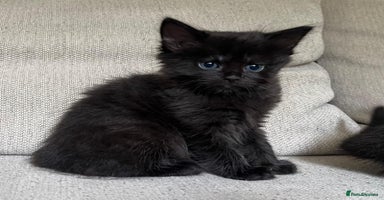 Mixed Breed cats - Advert 3