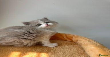 British Shorthair cats - Advert 6