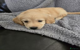 Golden Retriever dogs for sale: Beautiful golden retriever puppies for sale.  - Image 21
