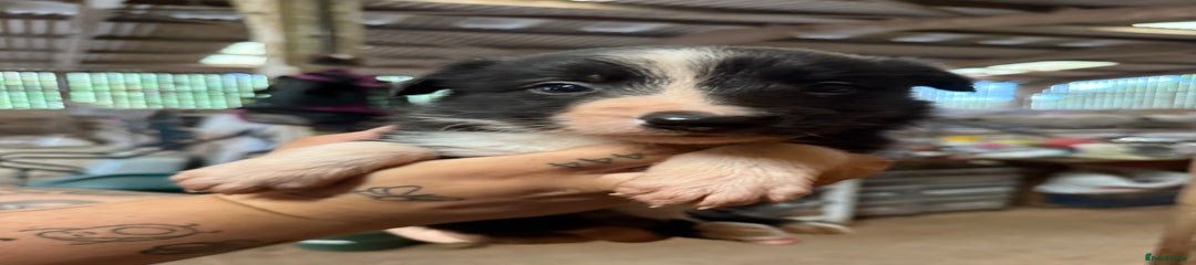 Border Collie Puppy 3
