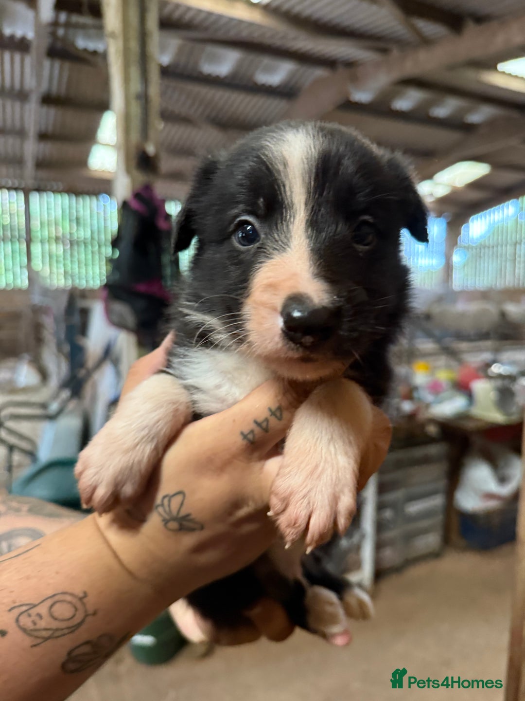 Border Collie dogs for sale: Working Border Collies - Image 3