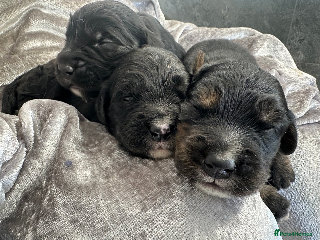 Bernese Mountain Dog dogs for sale: Wonderful litter of Golden Mountain Dogs - Advert 6