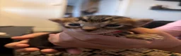 Bengal cats for sale: Bengal kittens for sale  in London - Advert 3