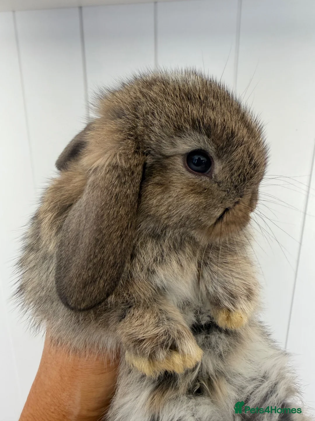 Mini Lop rabbits for sale: Beautiful fluffy mini lops  - Advert 2