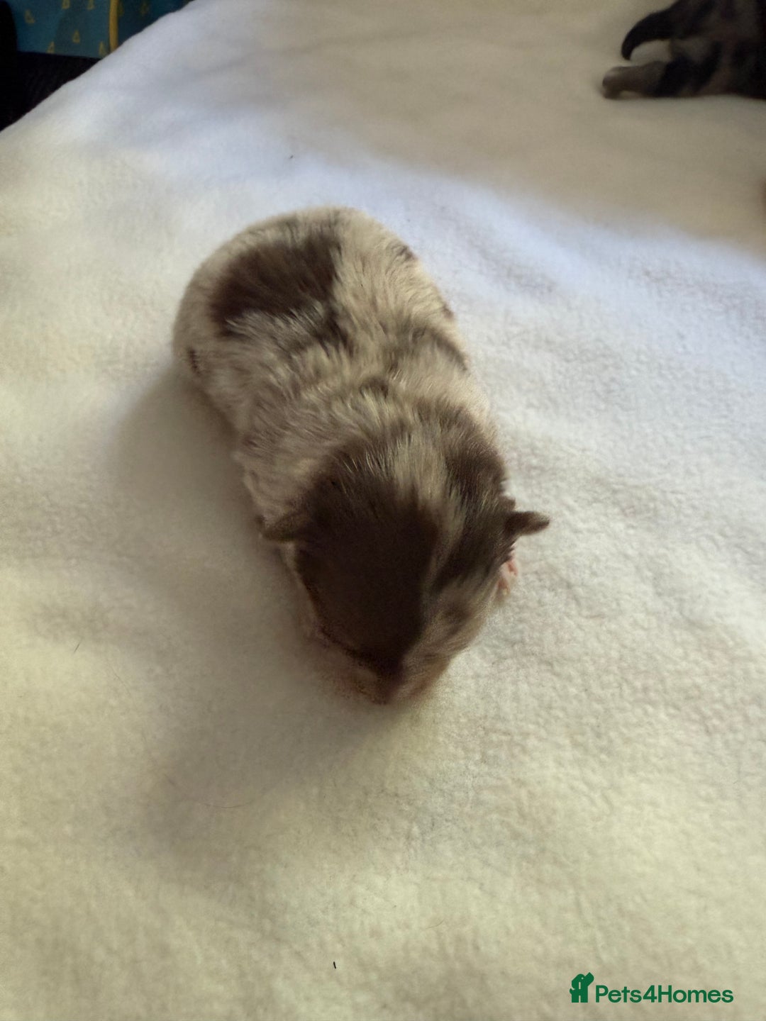 Pomeranian dogs for sale: BEAUTIFUL POMERANIAN PUPPIES  - Image 17
