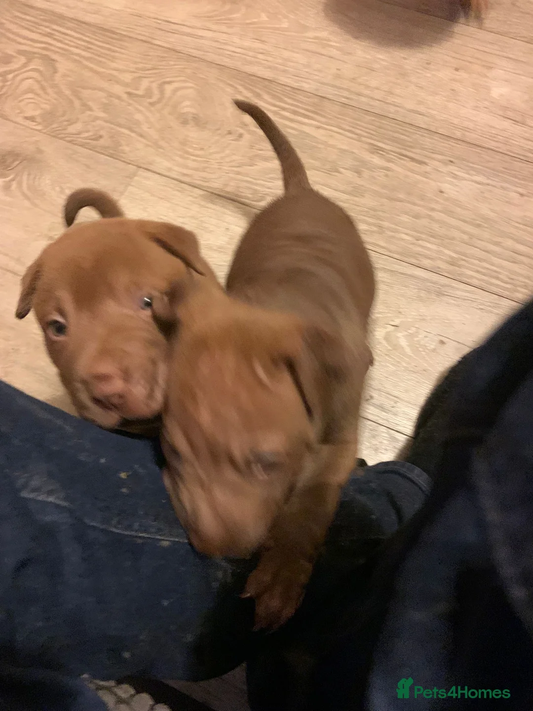 Mixed Breed dogs for sale: VALENTINE BABIES 3 LEFT bull x sharpei  - Advert 7