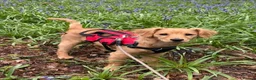 Cockapoo dogs for sale: Beautiful Female Cockapoo Puppy  - Advert 2