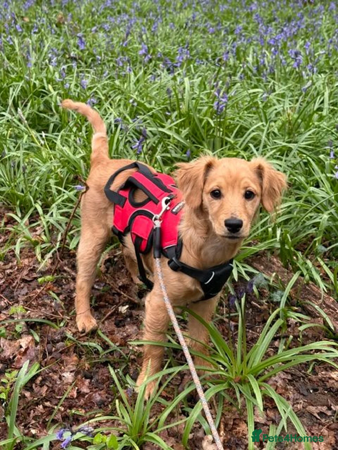 Cockapoo dogs for sale: Beautiful Female Cockapoo Puppy  - Advert 2