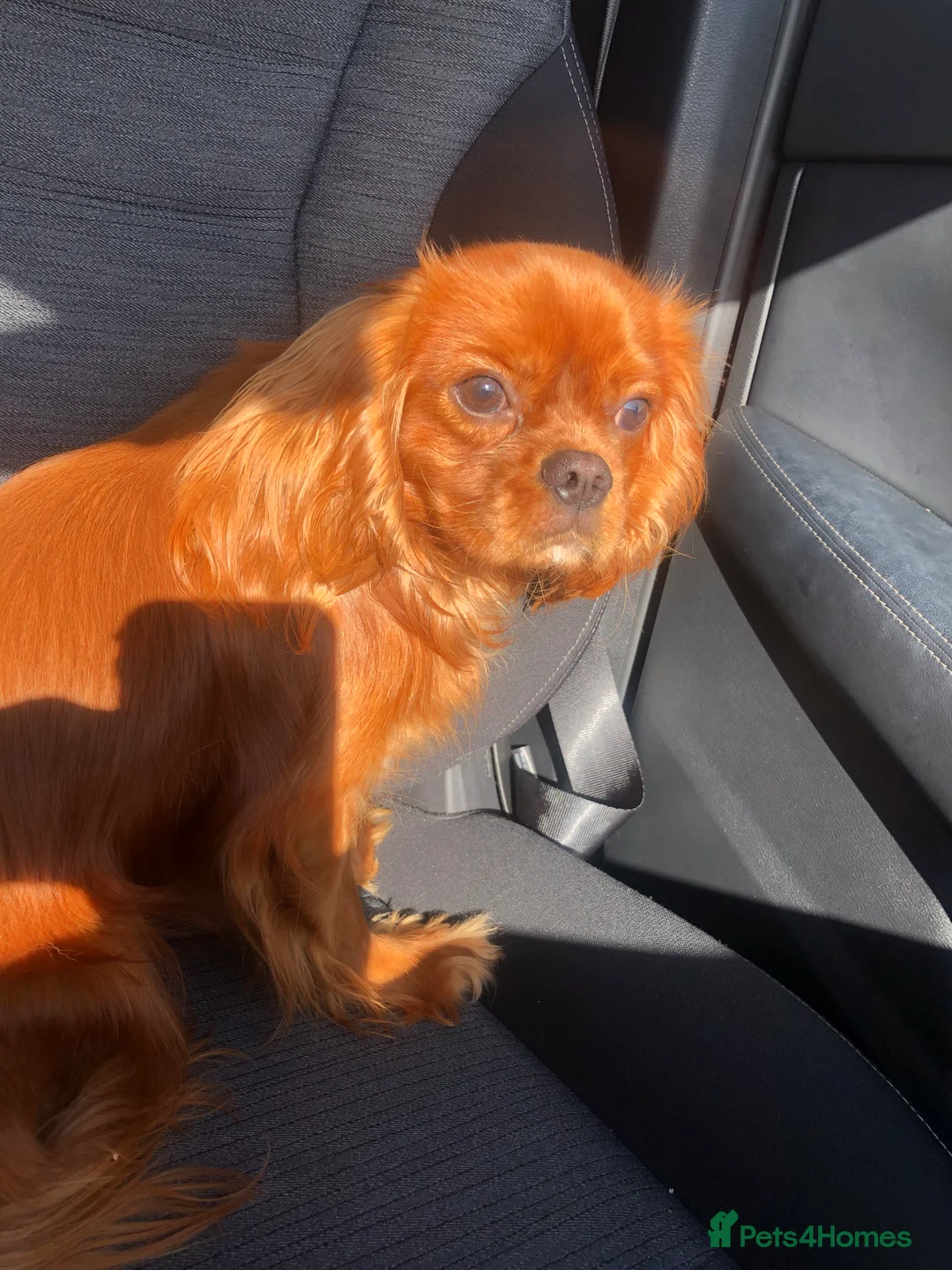 Cavalier King Charles Spaniel dogs for stud: STUD only!  KC registered  - Advert 5