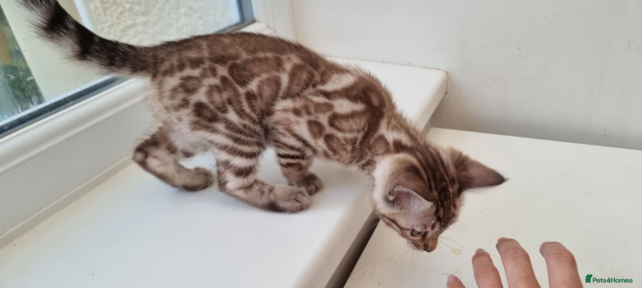 Bengal cats STUNNING LITTER OF TICA MINK BENGAL KITTENS.  - Advert 2