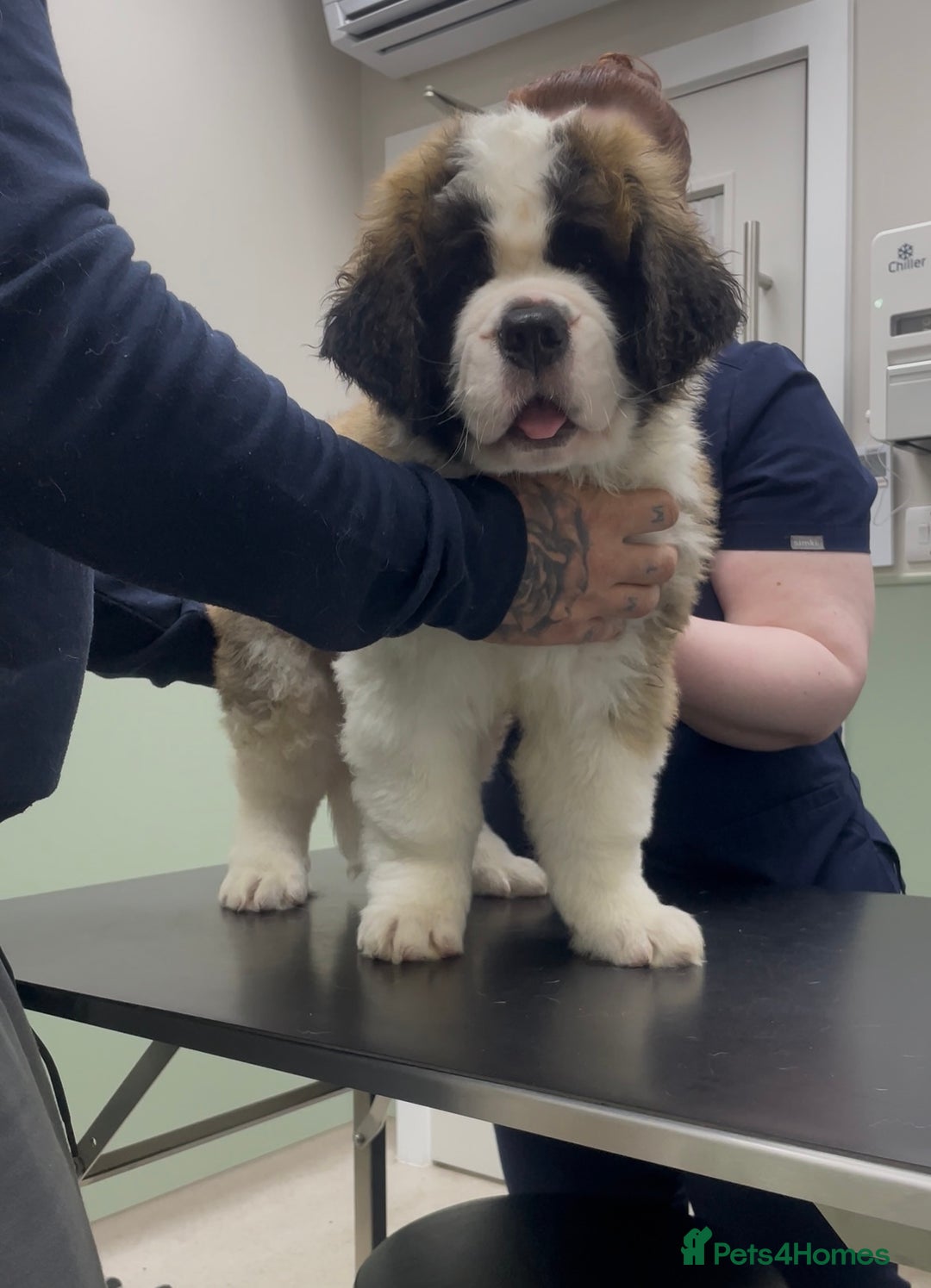 Saint Bernard dogs for sale: Saint Bernard puppies. Ready to leave  - Image 14
