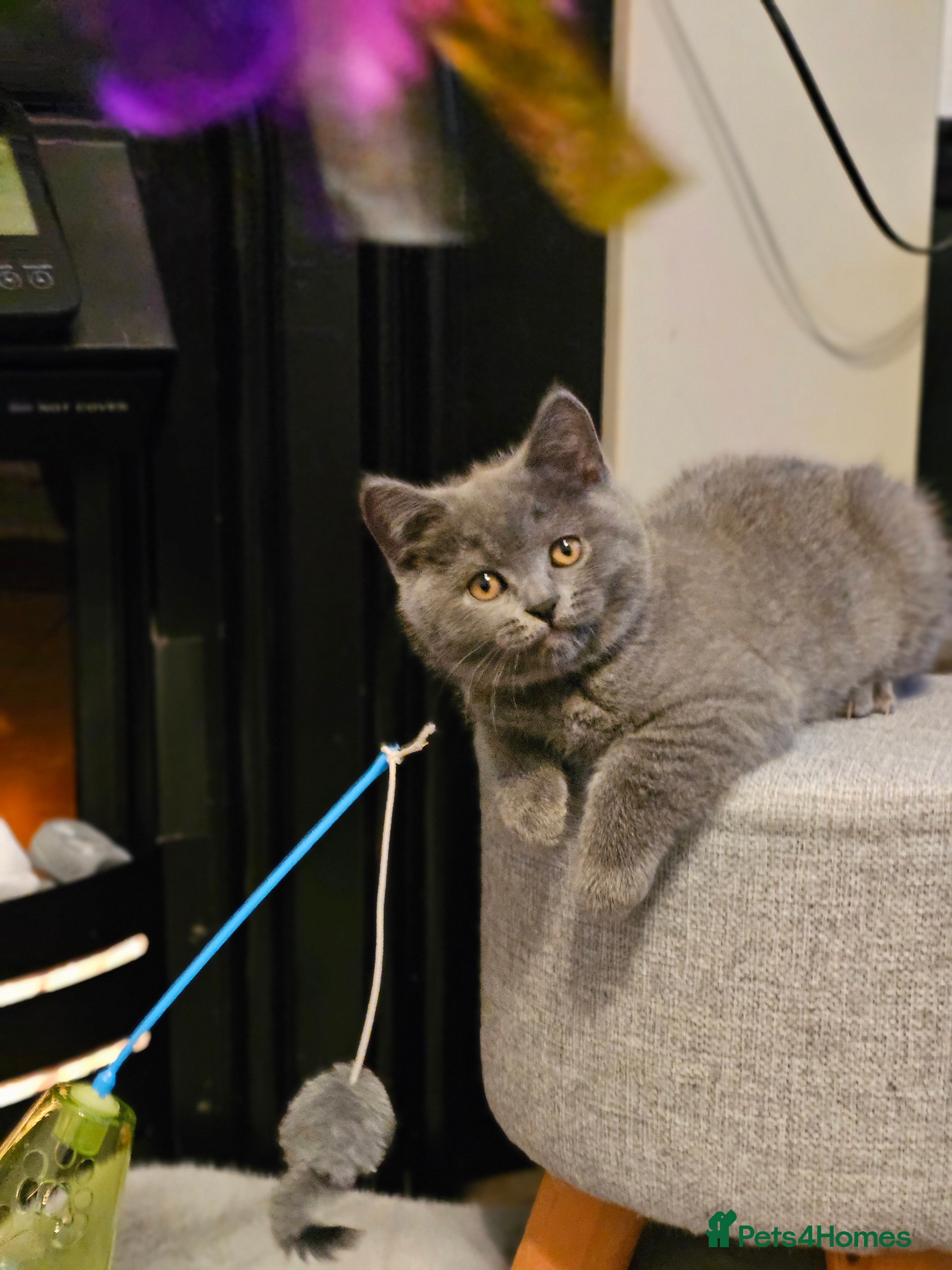 British Shorthair cats British Shorthair Kittens (GCCF) - Advert 7