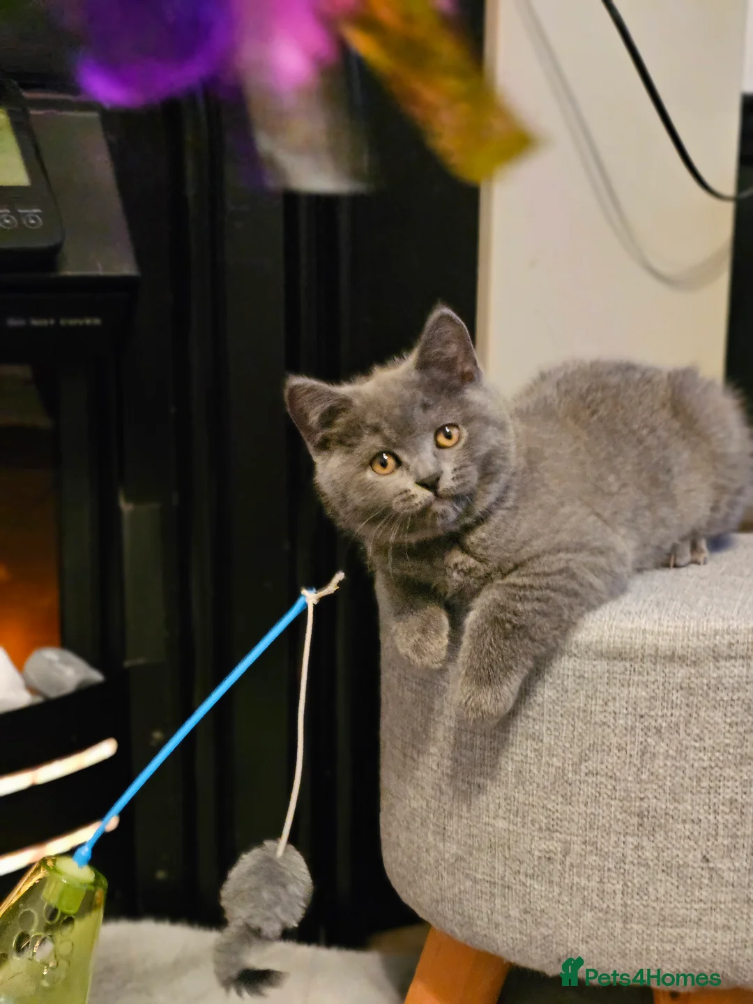 British Shorthair cats for sale: British Shorthair Kittens (GCCF) - Advert 1