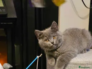 British Shorthair cats British Shorthair Kittens (GCCF) - Advert 7