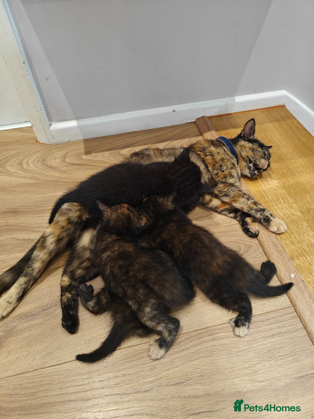 Mixed Breed cats for sale: Kittens  in Eastbourne - Advert 1